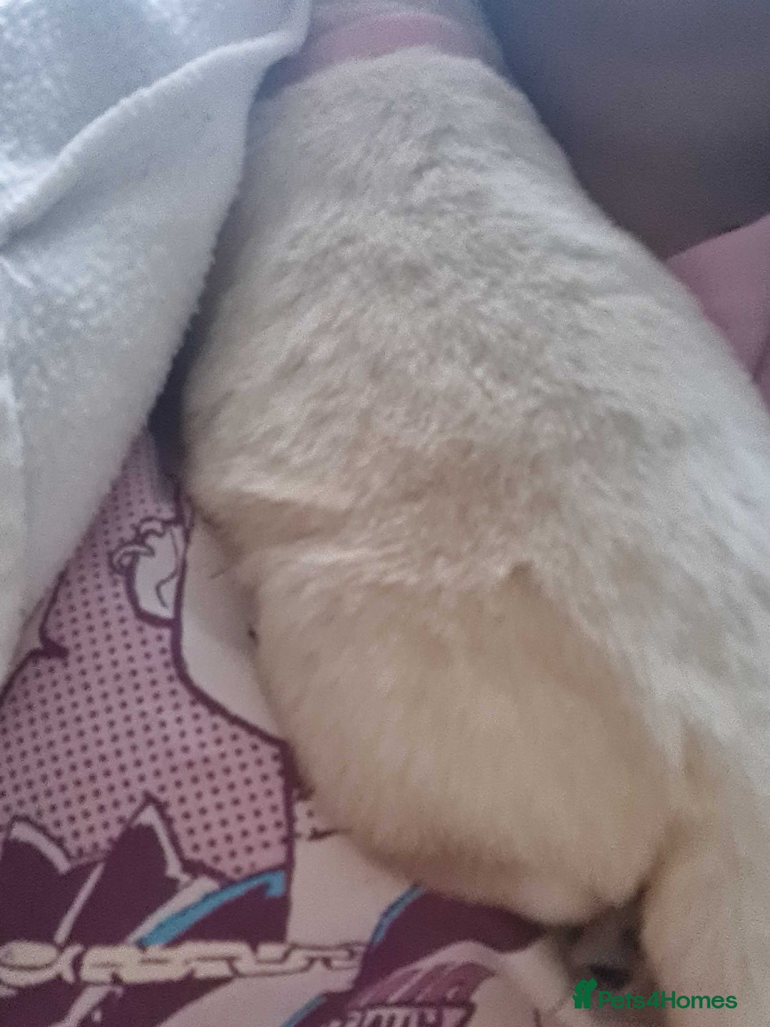 Labrador Retriever dogs for sale: Beautiful Golden and Black Labs - Advert 10