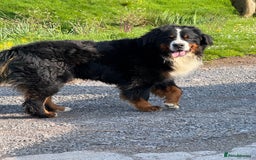 Bernedoodle dogs for sale: Bernadoodle home bred puppies boys and girls  - Image 7