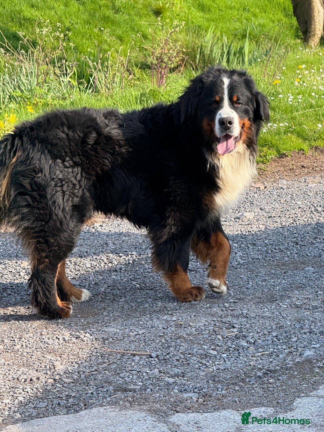 Bernedoodle dogs for sale: Bernadoodle home bred puppies boys and girls  - Image 7