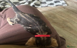 Bengal cats for sale: Half Bengal Kittens - Image 14