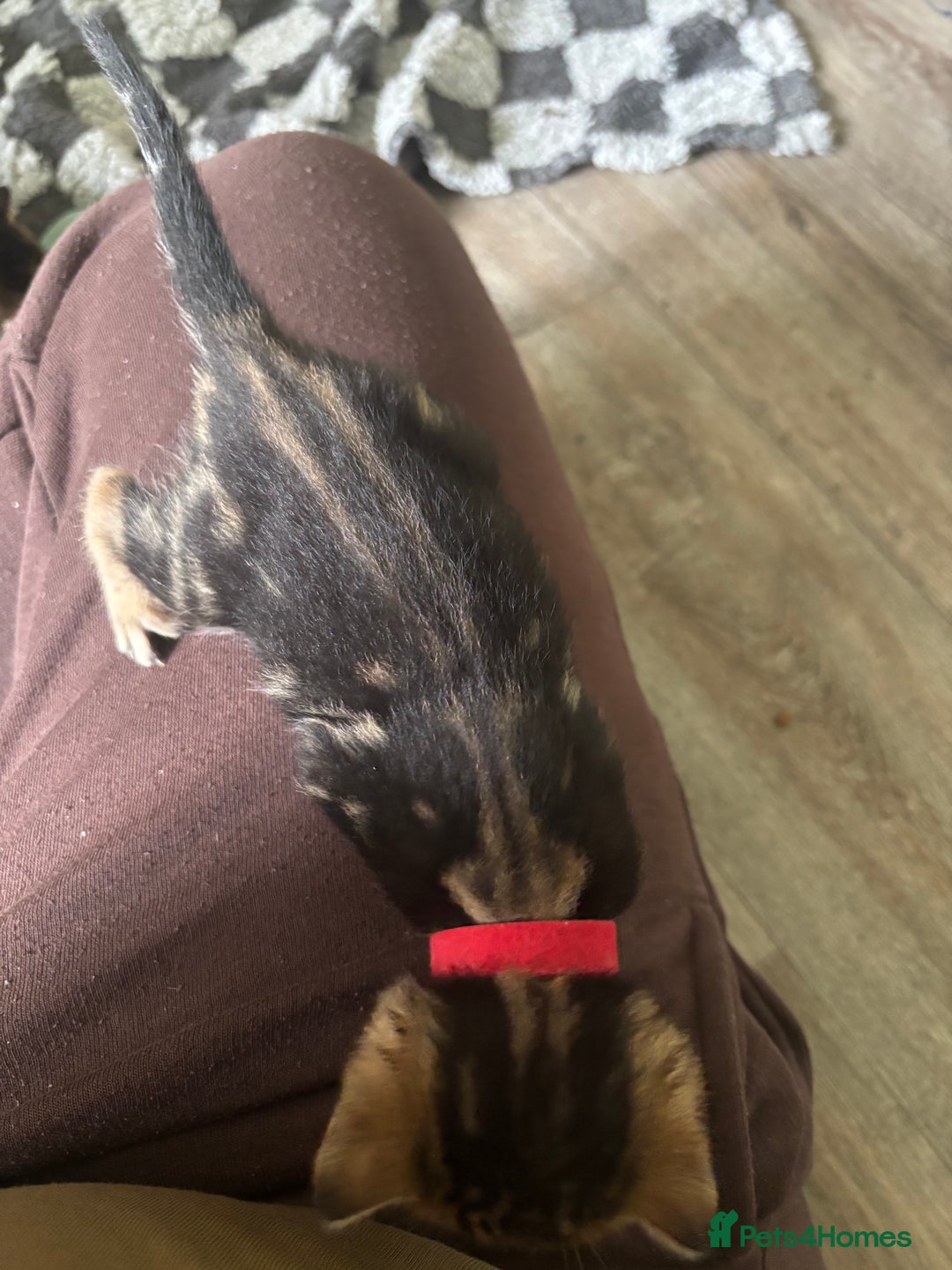 Bengal cats for sale: Half Bengal Kittens - Image 14