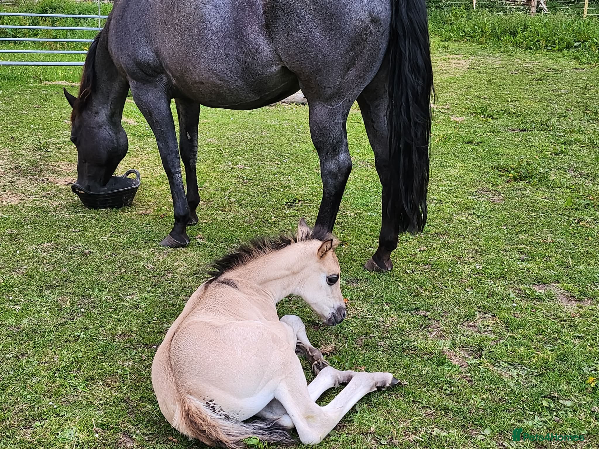 American Quarter horses for sale: QH Filly searching for superior dwelling & staff - Advert 4