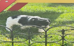 Cockapoo dogs for sale: 2 left! Will you be my forever home? F2 cockapoos  - Image 4