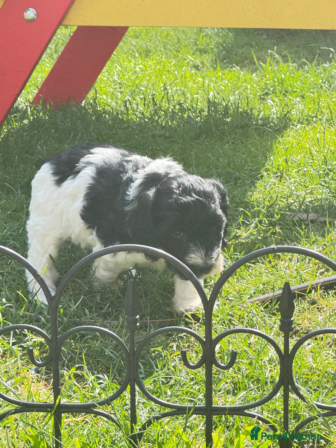 Cockapoo dogs for sale: 2 left! Will you be my forever home? F2 cockapoos  - Image 4