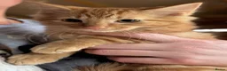 Mixed Breed cats for sale: KITTENS LOOKING FOR HOMES in Malton - Advert 15