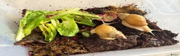 Snails invertebrates for sale: Giant African Land Snail  - Advert 3