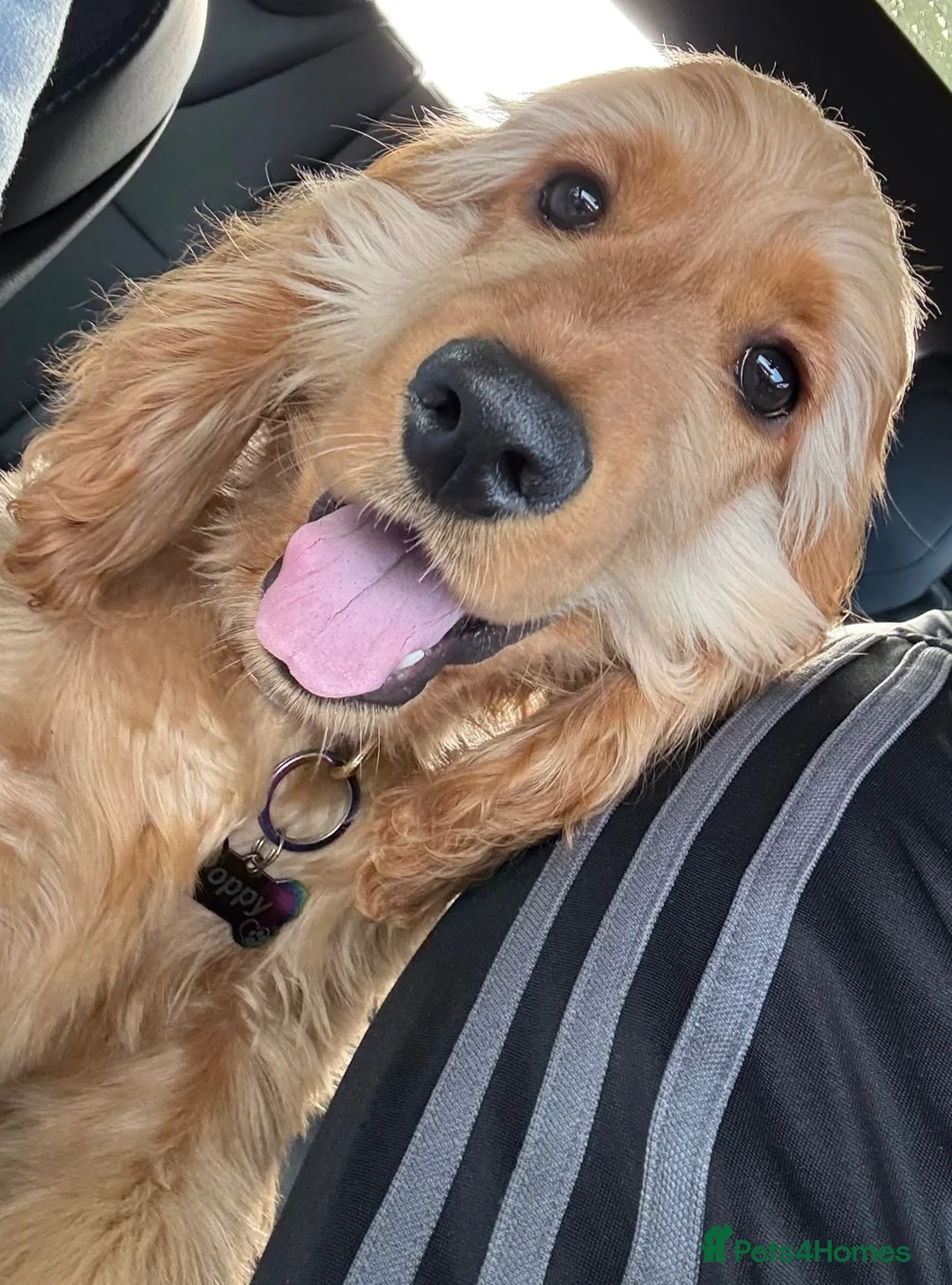 Cocker Spaniel dogs for sale: GOLDEN SHOW-TYPE PEDIGREE COCKER SPANIEL GIRL - Advert 1
