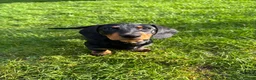 Dachshund dogs for sale: Standard Wire hairedX boy looking for forever home - Advert 5