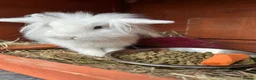 Lionhead rabbits for sale: Beautiful White Bunny  in Barnet - Advert 2