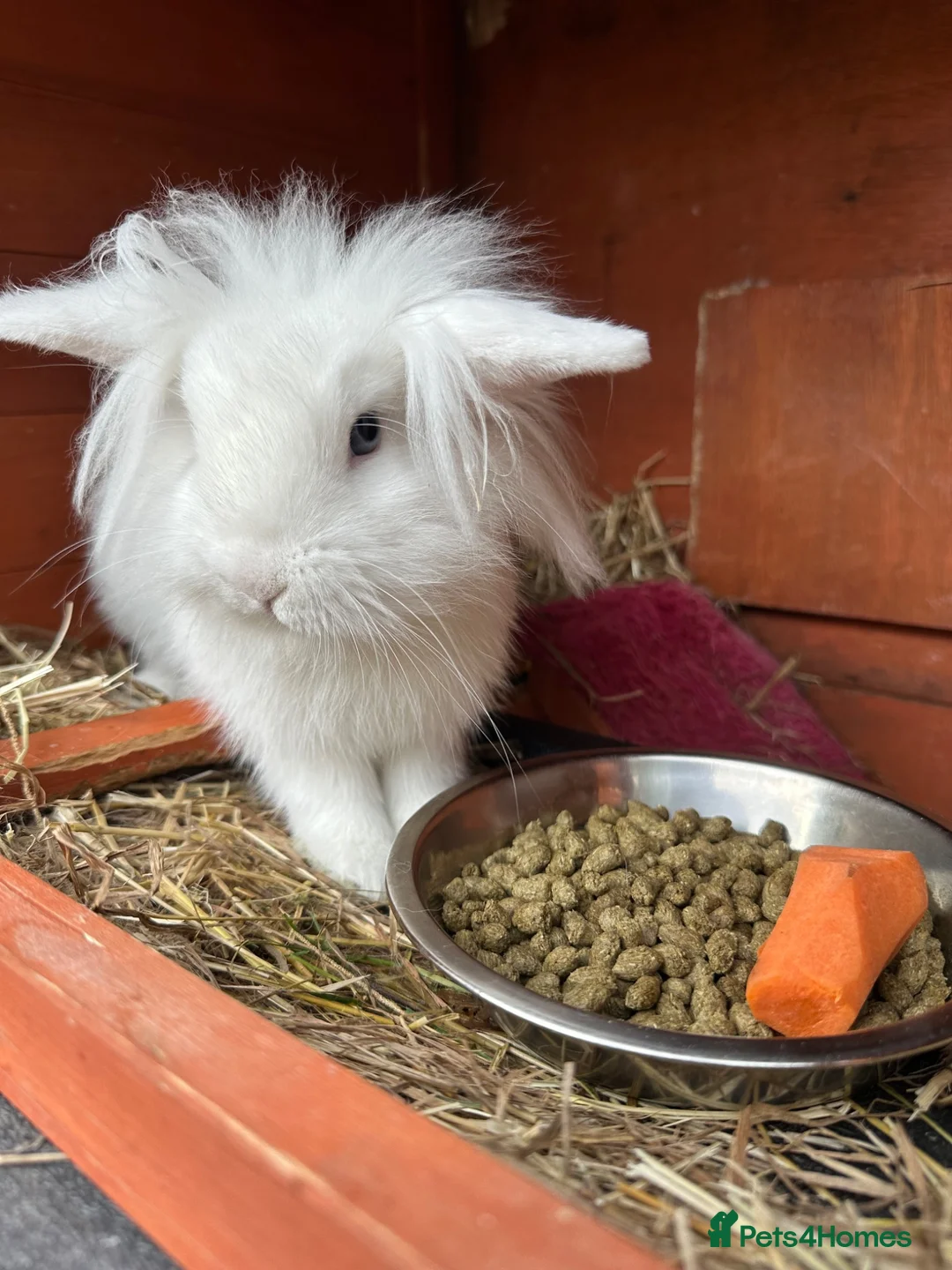 Lionhead rabbits for sale: Beautiful White Bunny  in Barnet - Advert 2