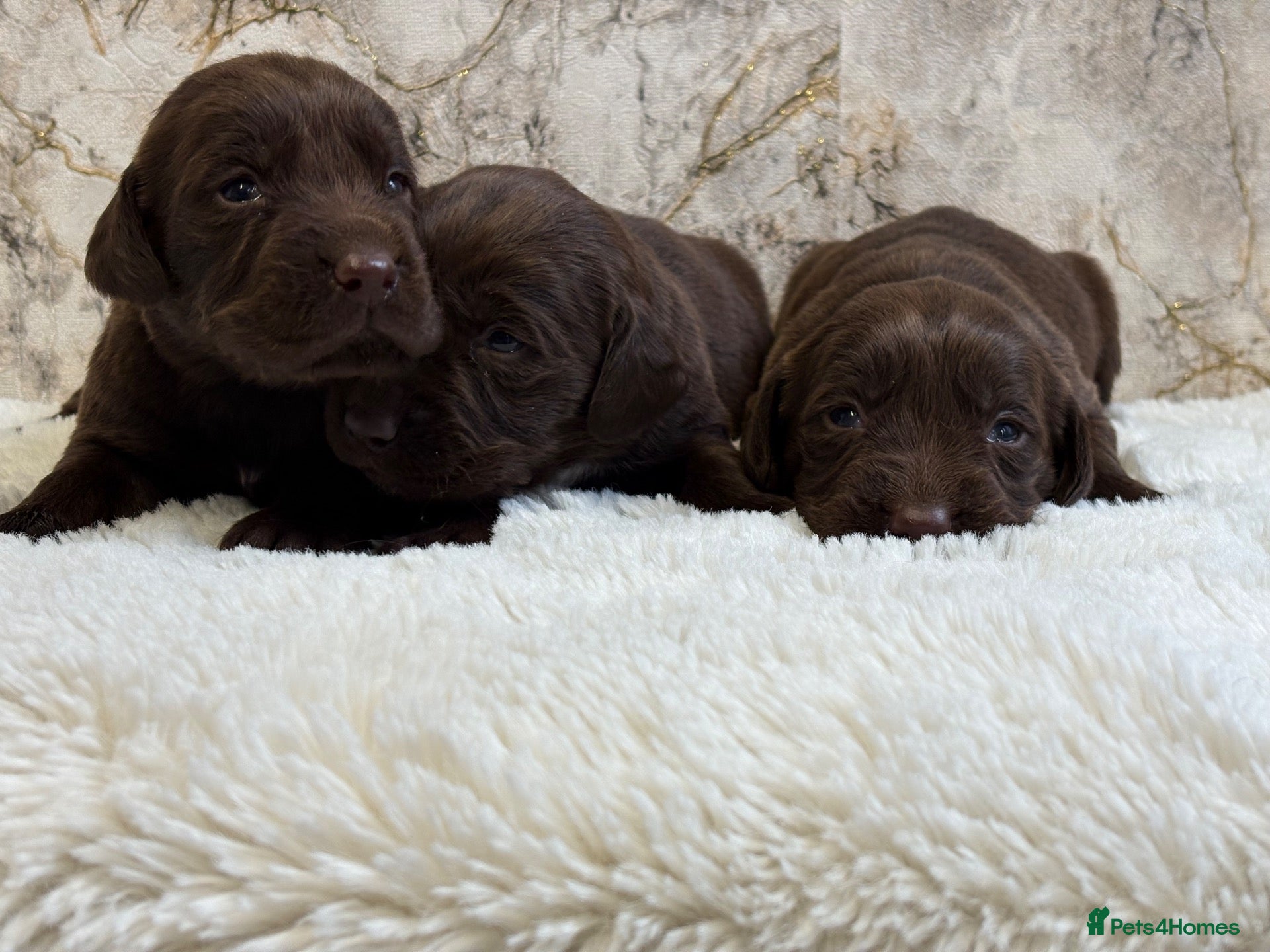 Cockerdor dogs for sale: Chunky Cockador puppies 🐶  - Advert 2