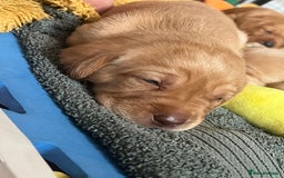 Labrador Retriever dogs for sale: Fox Red / yellow Labrador puppies for sale - Image 19