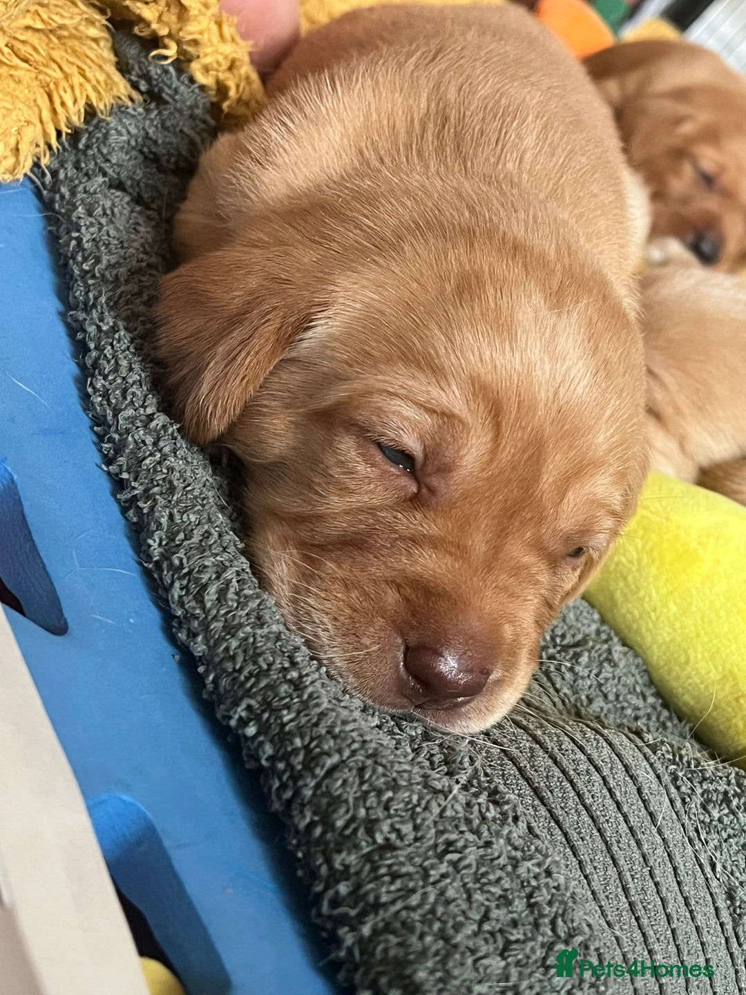 Labrador Retriever dogs for sale: Fox Red / yellow Labrador puppies for sale - Image 19