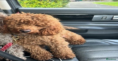 Cavapoo dogs 🐾 Beautiful F1 Cavapoos – Raised with Love  🐾 - Advert 1