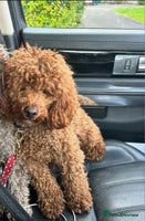 Cavapoo dogs 🐾 Beautiful F1 Cavapoos – Raised with Love 🐾 - Advert 3