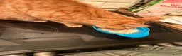 Mixed Breed cats for sale: Lots of male cats! Now only £20 and one girl!  - Advert 7