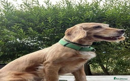 Cocker Spaniel dogs for adoption: Bob needs a loving home  - Advert 17