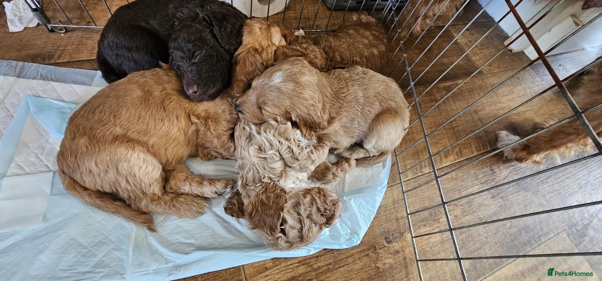 Cockapoo dogs F2B Merle Cockapoo Puppies - Girls & Boys - Advert 2