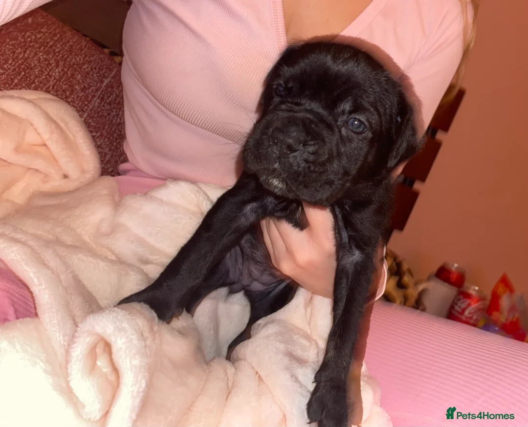 Cane Corso dogs for sale: Came corso - Advert 9