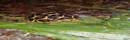 Tortoise reptiles for sale: INDIAN STAR TORTOISE BABY UK BRED AUTUMN 2025 - Advert 4