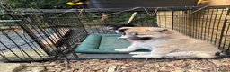 Shepsky dogs for sale: Stunning Shepsky Girl - Advert 5