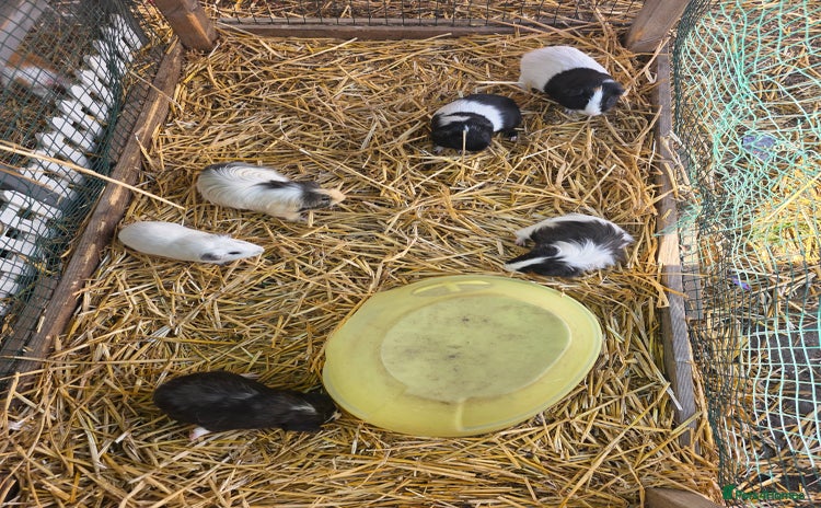 Guinea Pig rodents - Advert 5