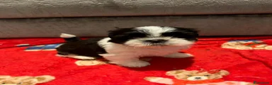 Shih Tzu Puppy 2