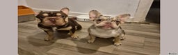 French Bulldog dogs for stud: ROJO AND TAN CARRYING PINK -Rare - Advert 6