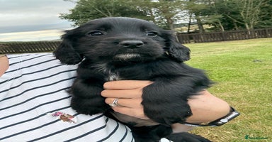 Cocker Spaniel dogs - Advert 7