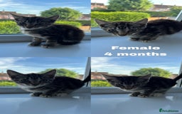 British Shorthair cats for sale: 8 Kittens - Image 8