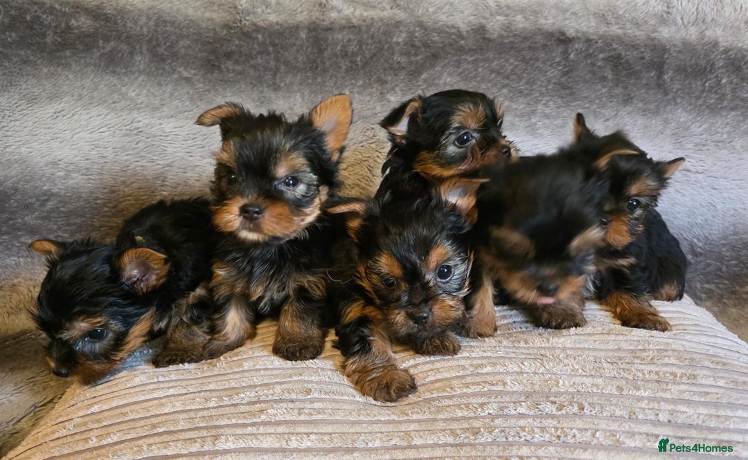 Yorkshire Terrier dogs for sale: Miniature Pedigree Yorkshire Terrier Puppies - Image 3
