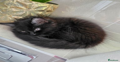 British Longhair cats - Advert 2