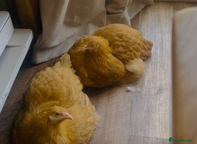 Chickens poultry Cochin hens Bett & Marigold - Advert 7
