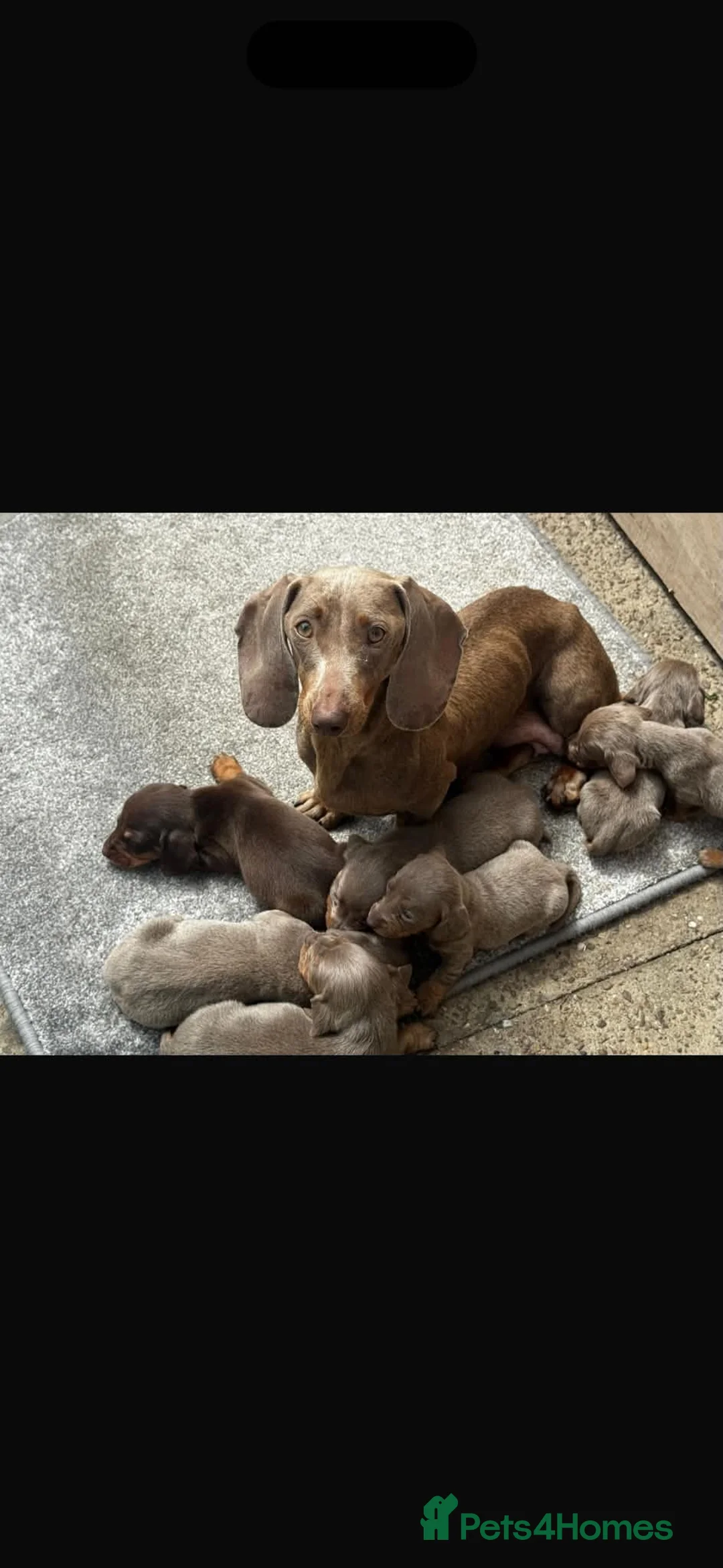 Dachshund dogs for sale: READY TO LEAVE BLUE EYED DASCHUND🐶PUPPIES - Advert 2