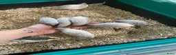 Quail poultry for sale: 5 Pairs of Adult Button Quail (pls read all info) - Advert 13