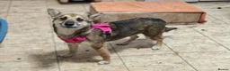 Mixed Breed dogs for adoption: ❤️🐶 ZLATA – GENTLE, THOUGHTFUL in Burton-on-Trent - Advert 18