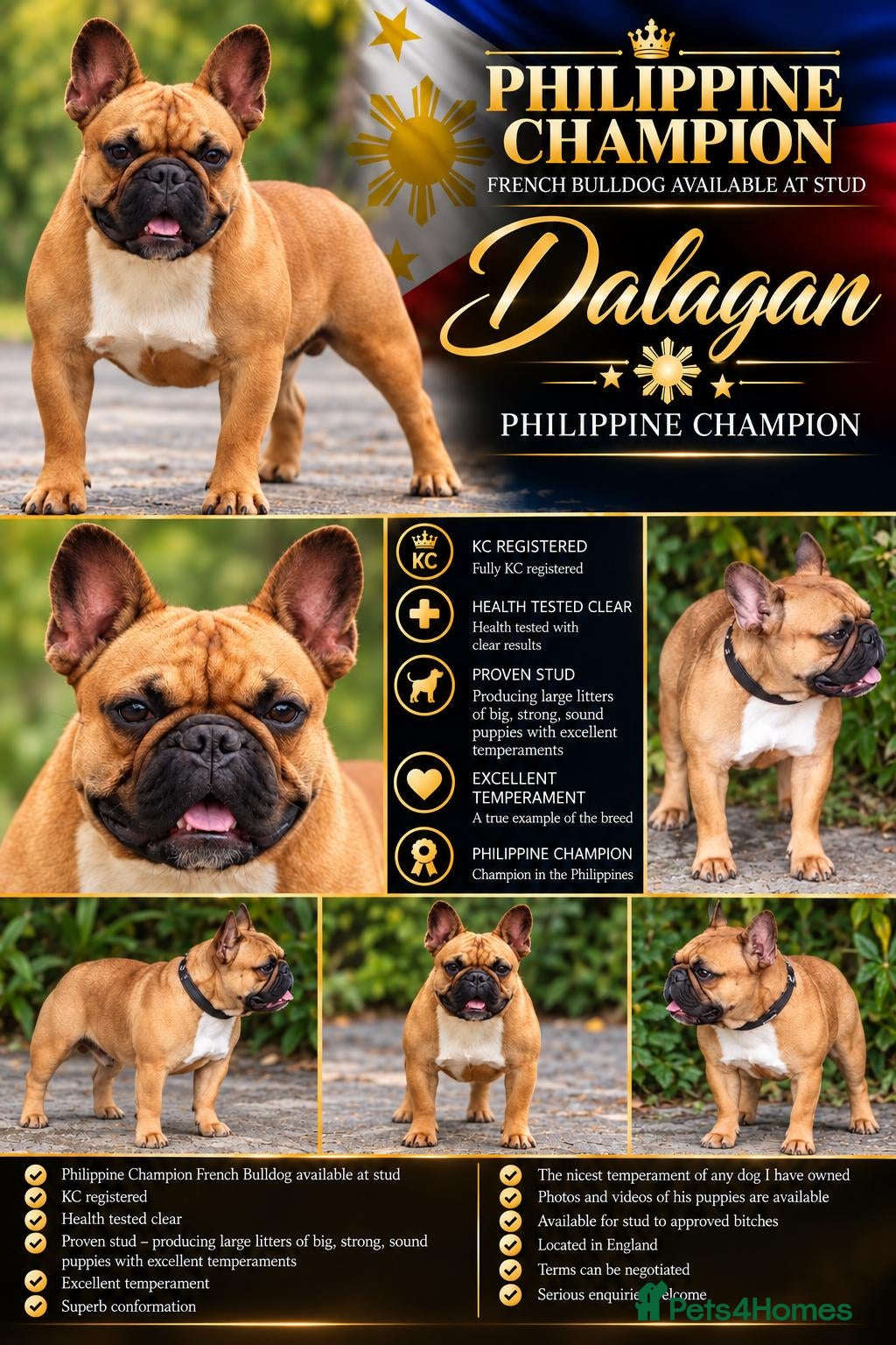 French Bulldog dogs PHILIPPINE CHAMPION FRENCH BULLDOG at STUD - Advert 3