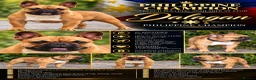 French Bulldog dogs for stud: PHILIPPINE CHAMPION FRENCH BULLDOG at STUD - Advert 1
