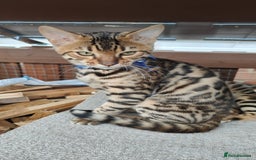 Bengal cats for sale: 1no. Female & 1no. Male Bengal Kittens available - Image 14