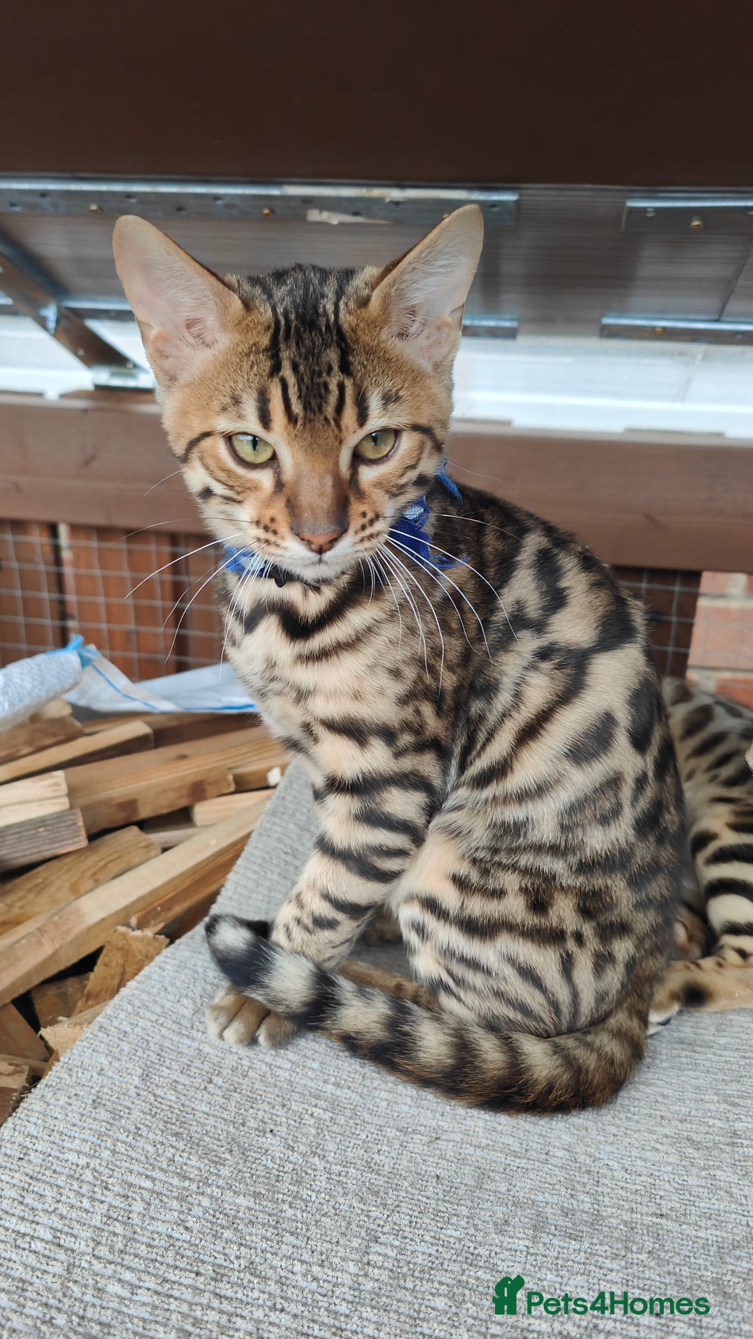 Bengal cats for sale: 1no. Female & 1no. Male Bengal Kittens available - Image 14