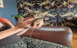 Mixed Breed cats for sale: Beautifully marked kittens - Image 9