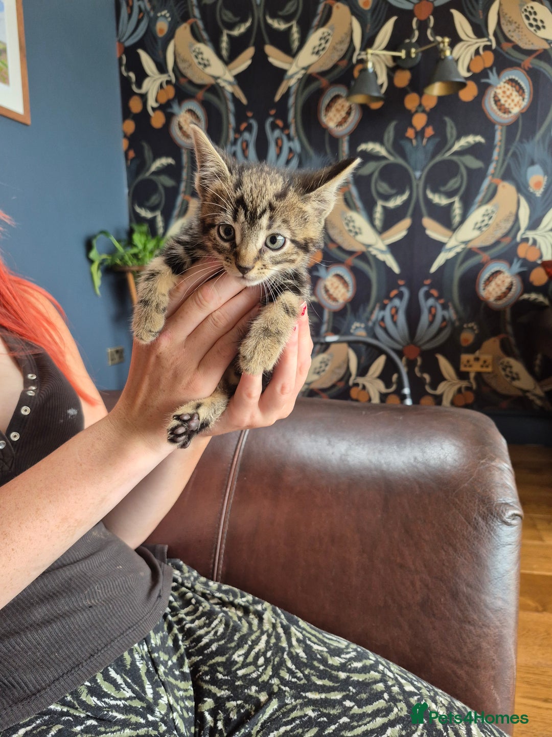 Mixed Breed cats for sale: Beautifully marked kittens - Image 9