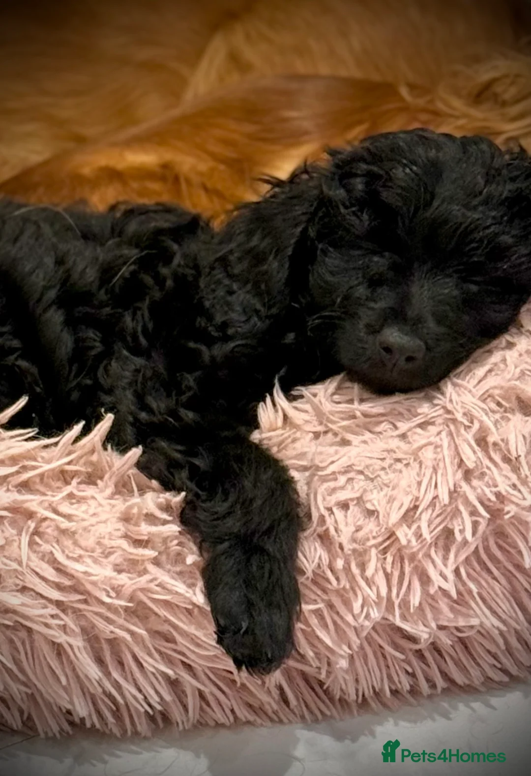 Cavapoo dogs for sale: Beautiful F1B Cavapoo girl  - Advert 3