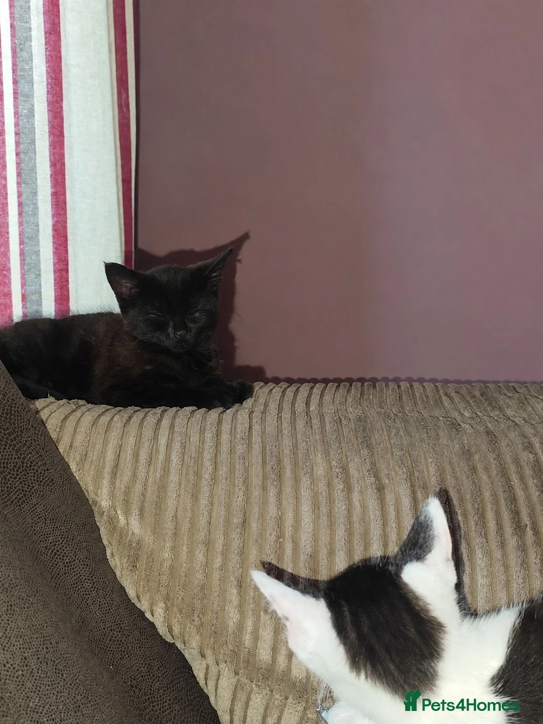 Mixed Breed cats for sale: Kitten's for sale  - Advert 2