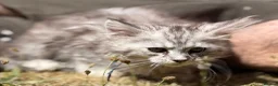 Maine Coon cats for sale: TICA reg mainecoon kittens - Advert 11