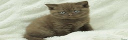 British Shorthair cats for sale: Stunning BHS Champions blood lines kittens  - Advert 28