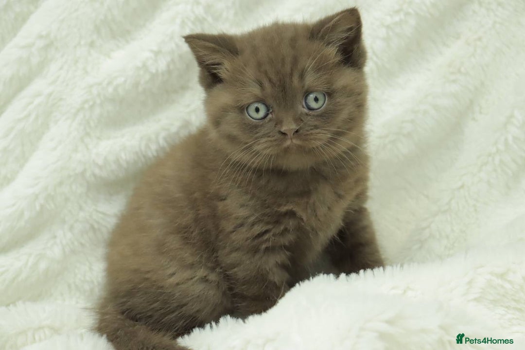 British Shorthair cats for sale: Stunning BHS Champions blood lines kittens  - Advert 28