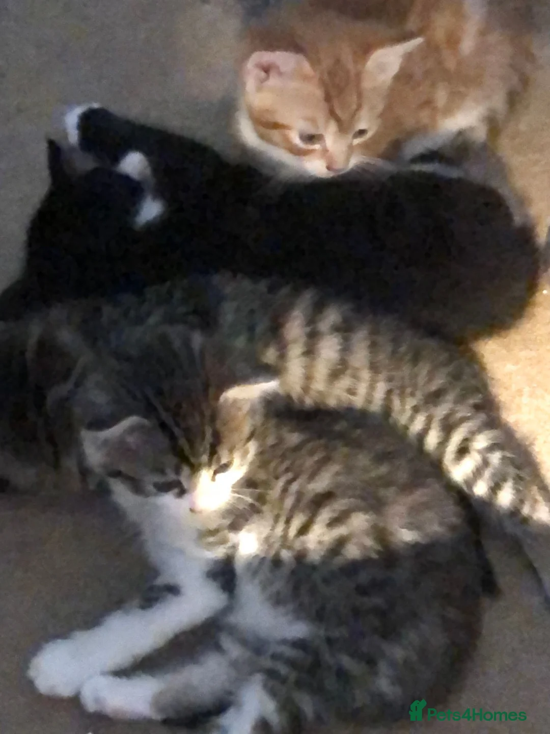 Mixed Breed cats for sale: Little darlings looking for loving homes - Advert 18