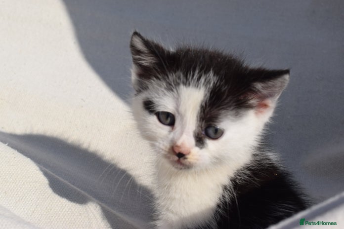 British Shorthair cats - Advert 13