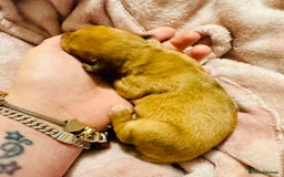 Mixed Breed dogs for sale: Beautiful Dachshunds for sale  - Image 7